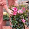 Mandevilla-senderi-sfeer-2-1024
