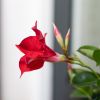 Mandevilla Sundaville - Dipladenia - Rood - P17
