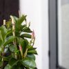 Mandevilla Sundaville - Dipladenia - Rood - P17