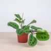 maranta kerchoveana plant