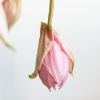 Medinilla Magnifica - Trosbloem - P17