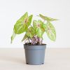 Caladium Miss Muffet - P13