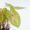 Caladium Miss Muffet - P13