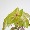 Caladium Miss Muffet - P13