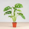 monstera adansonii klein