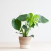 Monstera Deliciosa - Gatenplant - inclusief Jute Pot Wit - P17