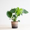 Monstera Deliciosa - Gatenplant - inclusief Jute Pot Zwart- P17