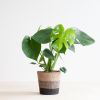Monstera-deliciosa-P17-Lissabon-zwart-P17-1024 1