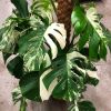 bonte monstera