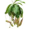 Nepenthes Mojito