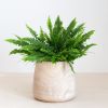 Nephrolepis Green Lady - Krulvaren - P17