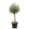 Olea europaea - olijfboom - p45 - neutraal 1
