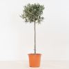 Olea Europaea - Olijfboom - P21