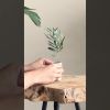 olijfboompje brievenbus video