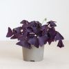 Oxalis-p12-1024