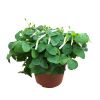 Oxalis triangularis