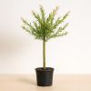 salix flamingo