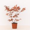 Acer Palmatum Atropurpureum kopen