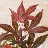 Acer Palmatum Atropurpureum blad