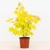Oranje acer plant