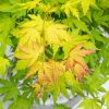Acer bladeren