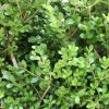 Ilex crenata plant