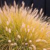 Pennisetum alopecuroides 'Hameln' pluimen