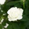 witte potroos bloem