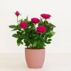 potroos donkerroze in pot
