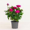 potroos roze kopen
