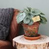 Melon plant