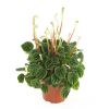 Peperomia caperata