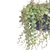 Peperomia Prostrata