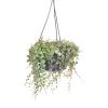 Peperomia Prostrata