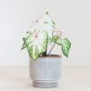 Caladium Peppermint - P13