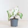 Caladium Peppermint - P13