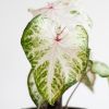 Caladium Peppermint - P13