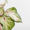 Caladium Peppermint - P13