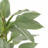 Philodendron Hastatum leaf