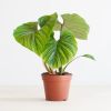 Philodendron Plowmanii