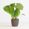 Philodendron Plowmanii