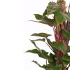 Philodendron red emerald blad