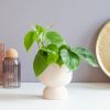 Philodendron Scandens - P12