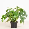 Philodendron-tetrasperma-3