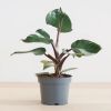 Philodendron White Knight