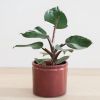 Philodendron White Knight