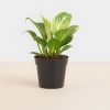 philodendron birkin kopen