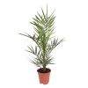 phoenix canariensis 17