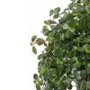 Pilea depressa verzorging