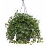 Pilea Depressa